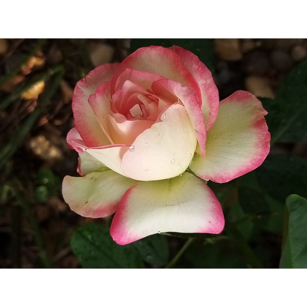 Rosa x floribunda Jubilé du Prince de Monaco - Floribunda Rose