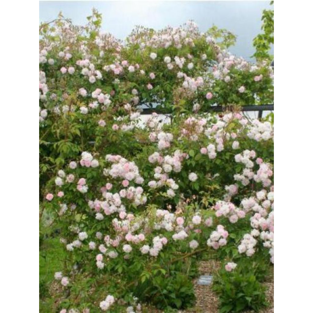 Rosa x moschata 'Paul's Himalayan Musk' - Rambling Rose