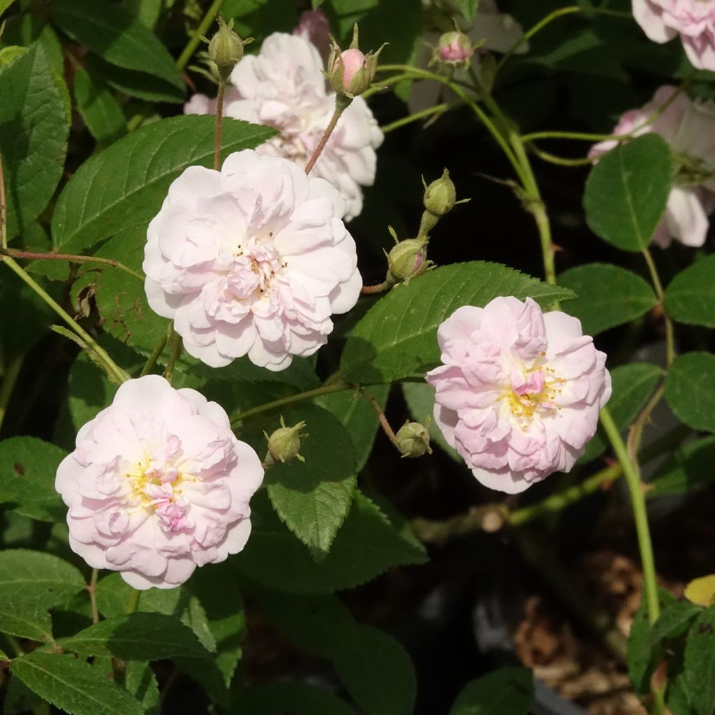 Rosa x moschata 'Paul's Himalayan Musk' - Rambling Rose