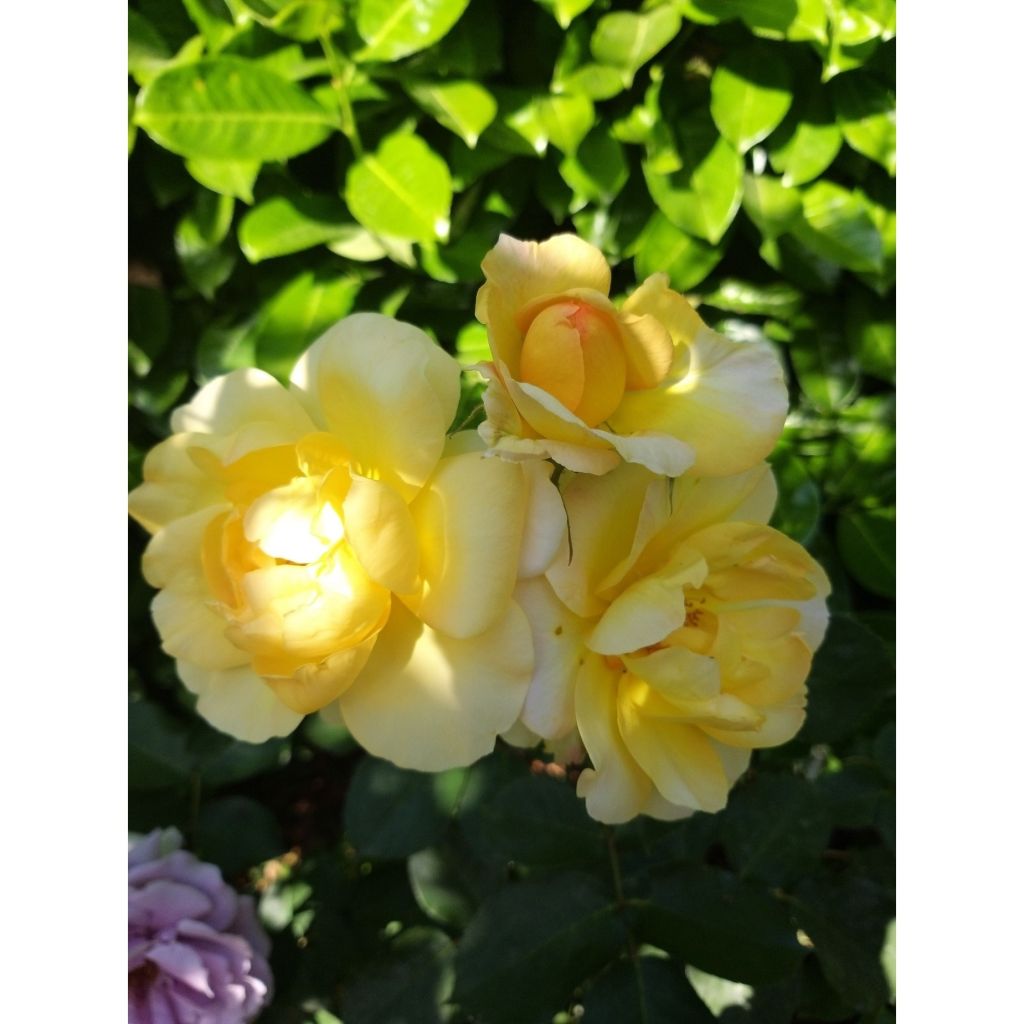 Rosa x polyantha Bordure d'Or - Polyantha Rose