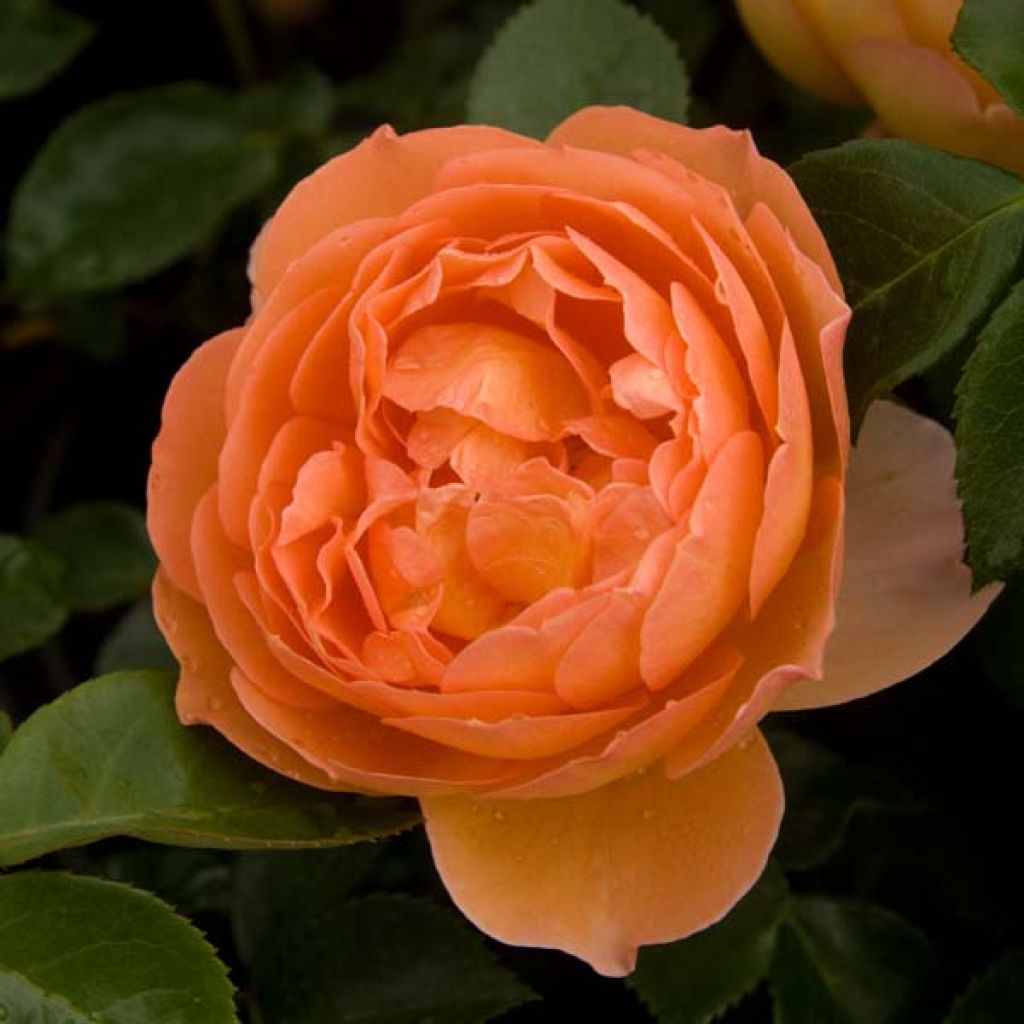 Rosa Pat Austin - English Shrub Rose