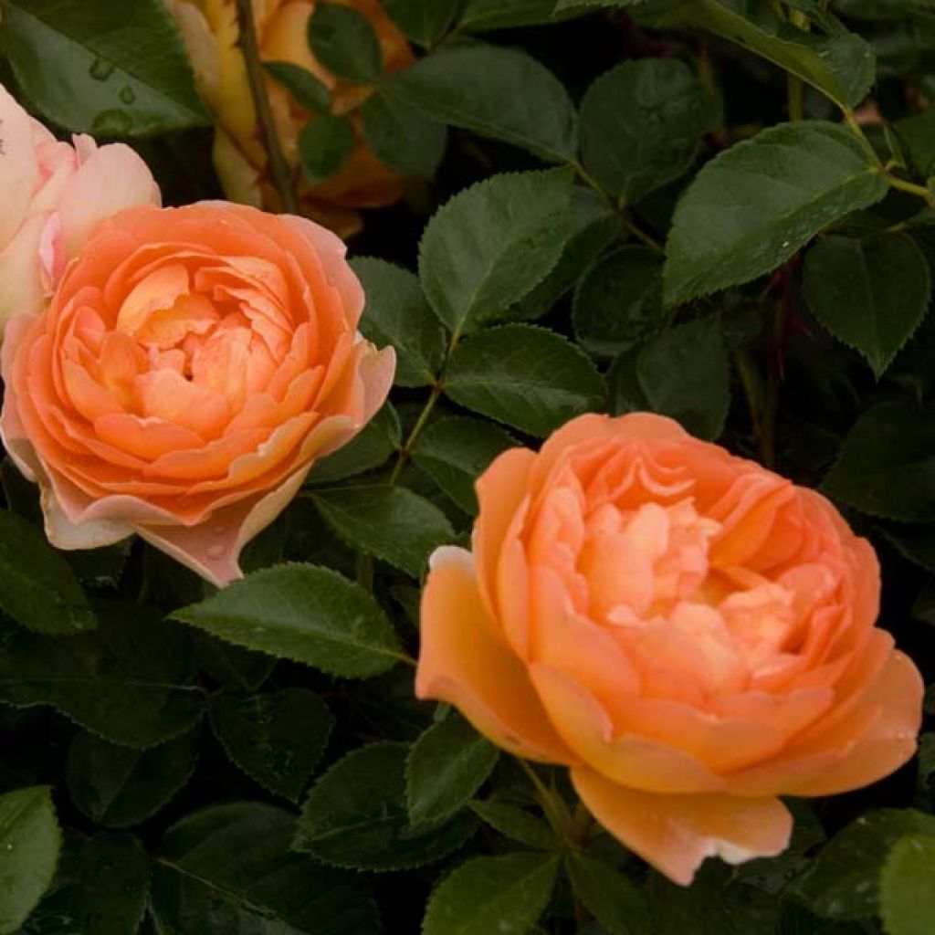 Rosa Pat Austin - English Shrub Rose