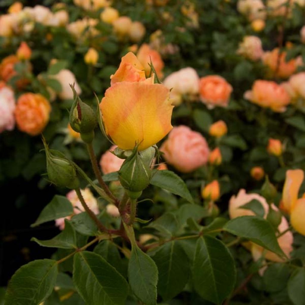 Rosa Pat Austin - English Shrub Rose