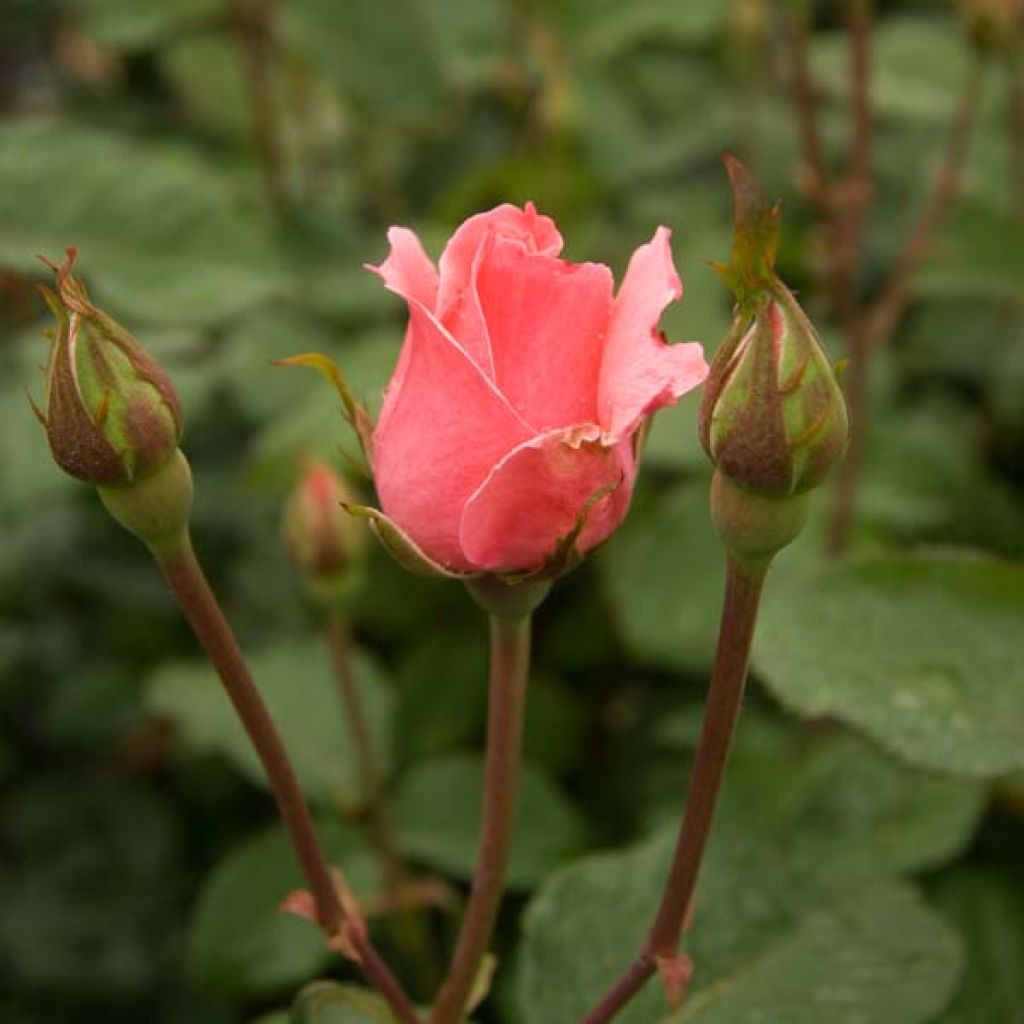 Rosa Queen Elizabeth - Hybrid Tea Rose