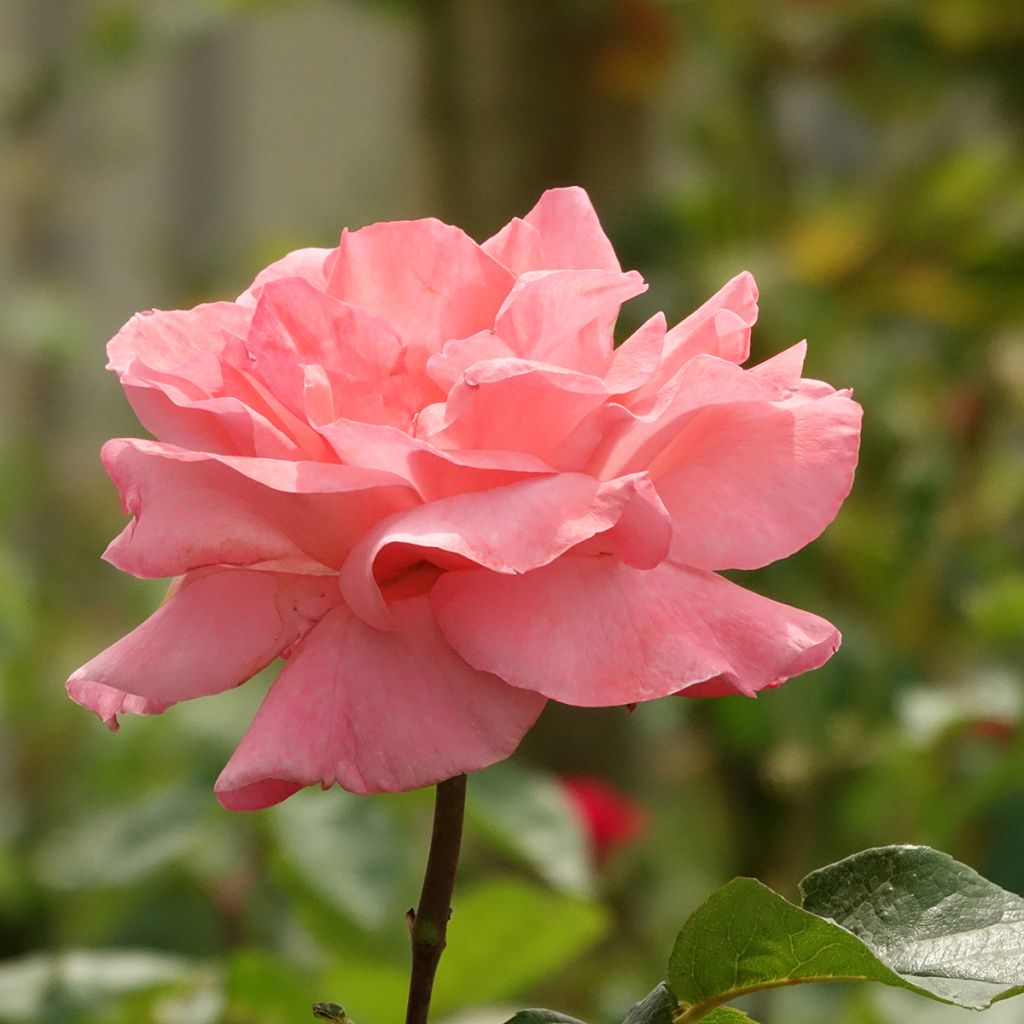 Rosa Queen Elizabeth - Standard Floribunda Rose
