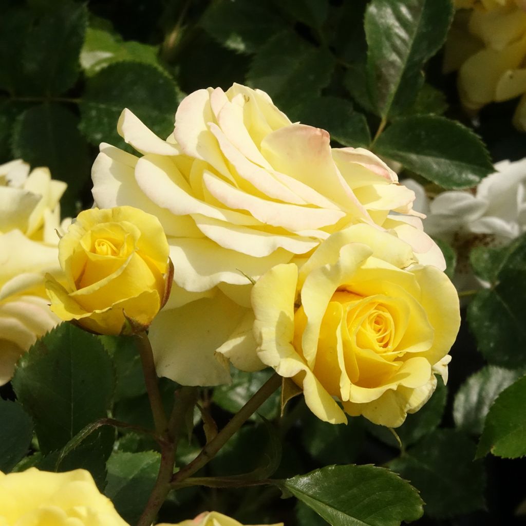 Rosa x polyantha Urban Streetlight Sunmaid - Groundcover Shrub Rose
