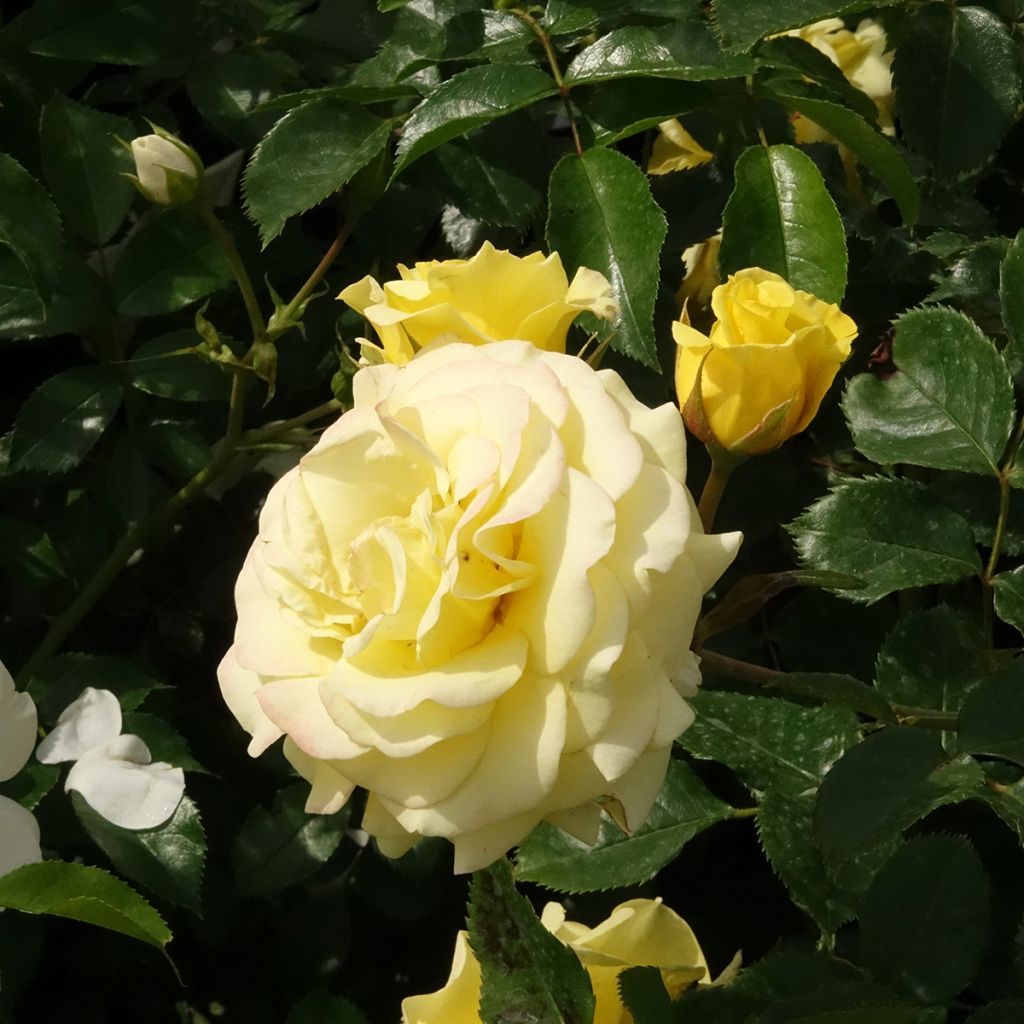 Rosa x polyantha Urban Streetlight Sunmaid - Groundcover Shrub Rose