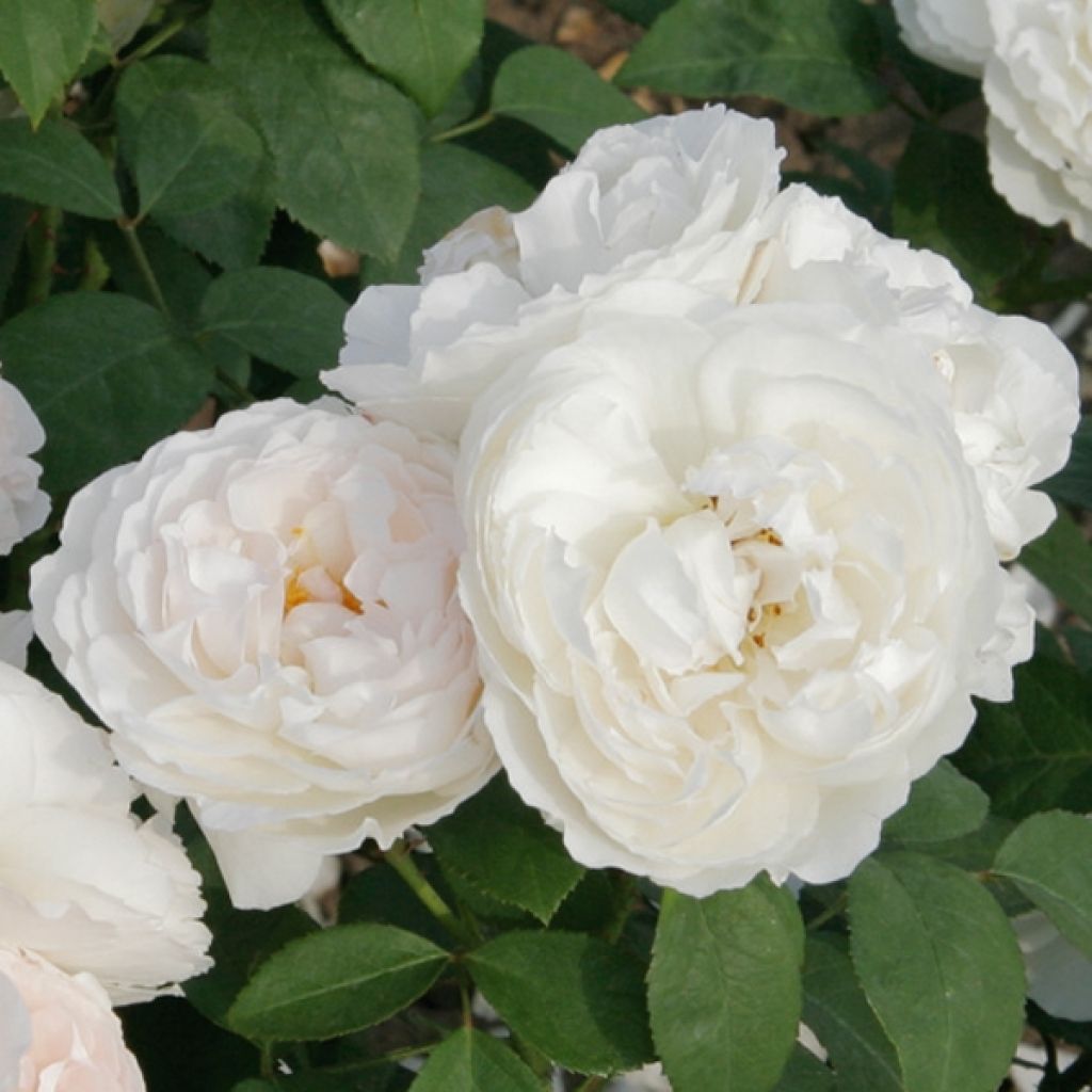 Rosa 'Winchester Cathedral' - English Rose 