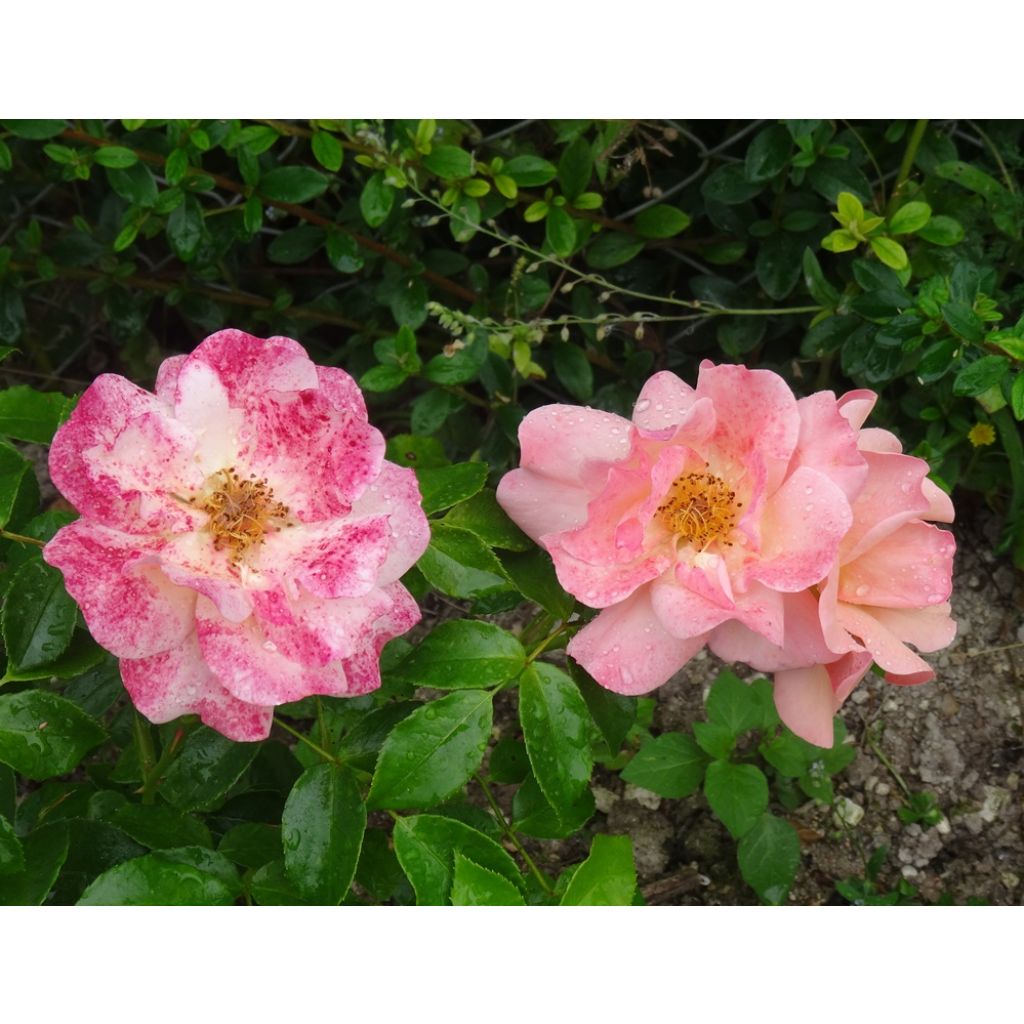 Rosa Rigo Aprikola