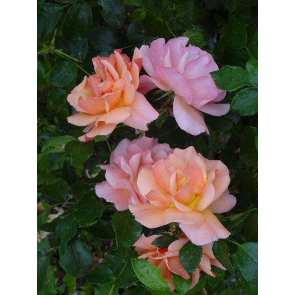 Rosa Rigo Aprikola