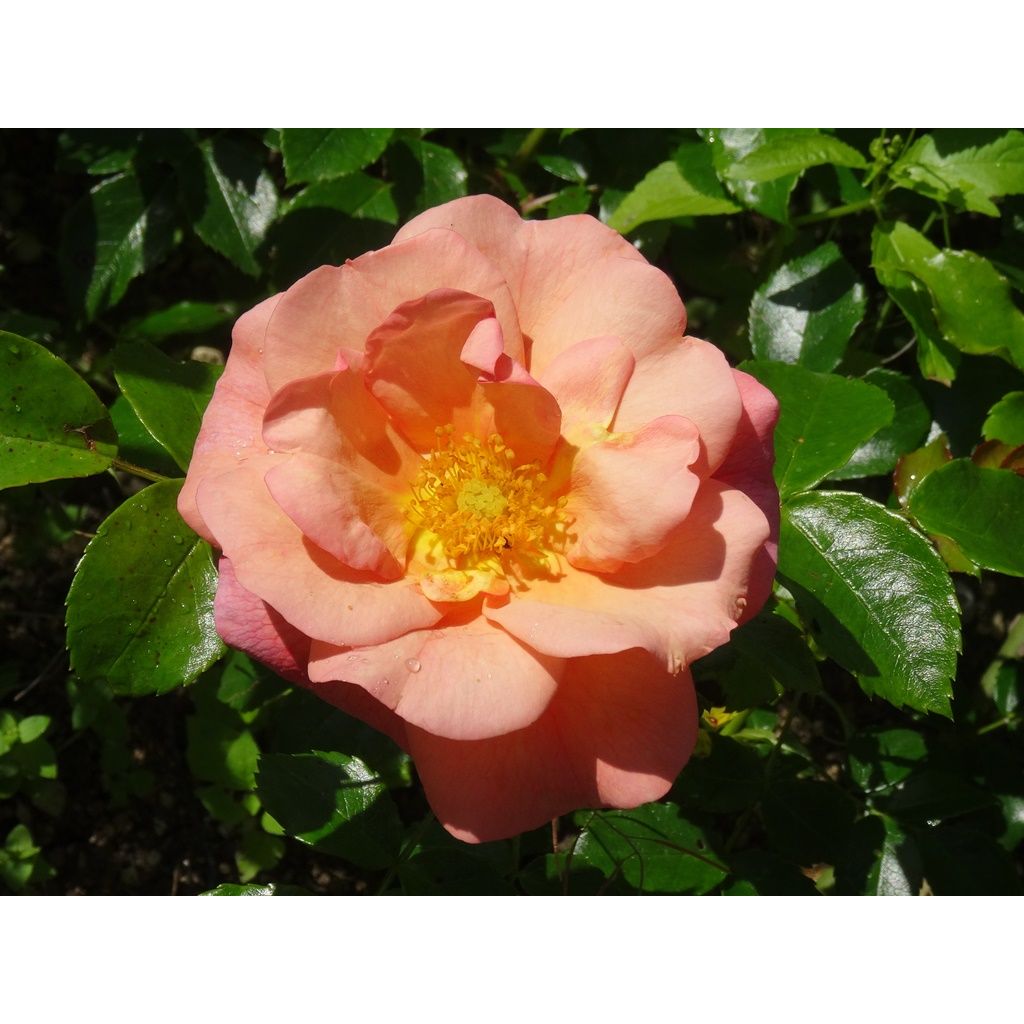 Rosa Rigo Aprikola