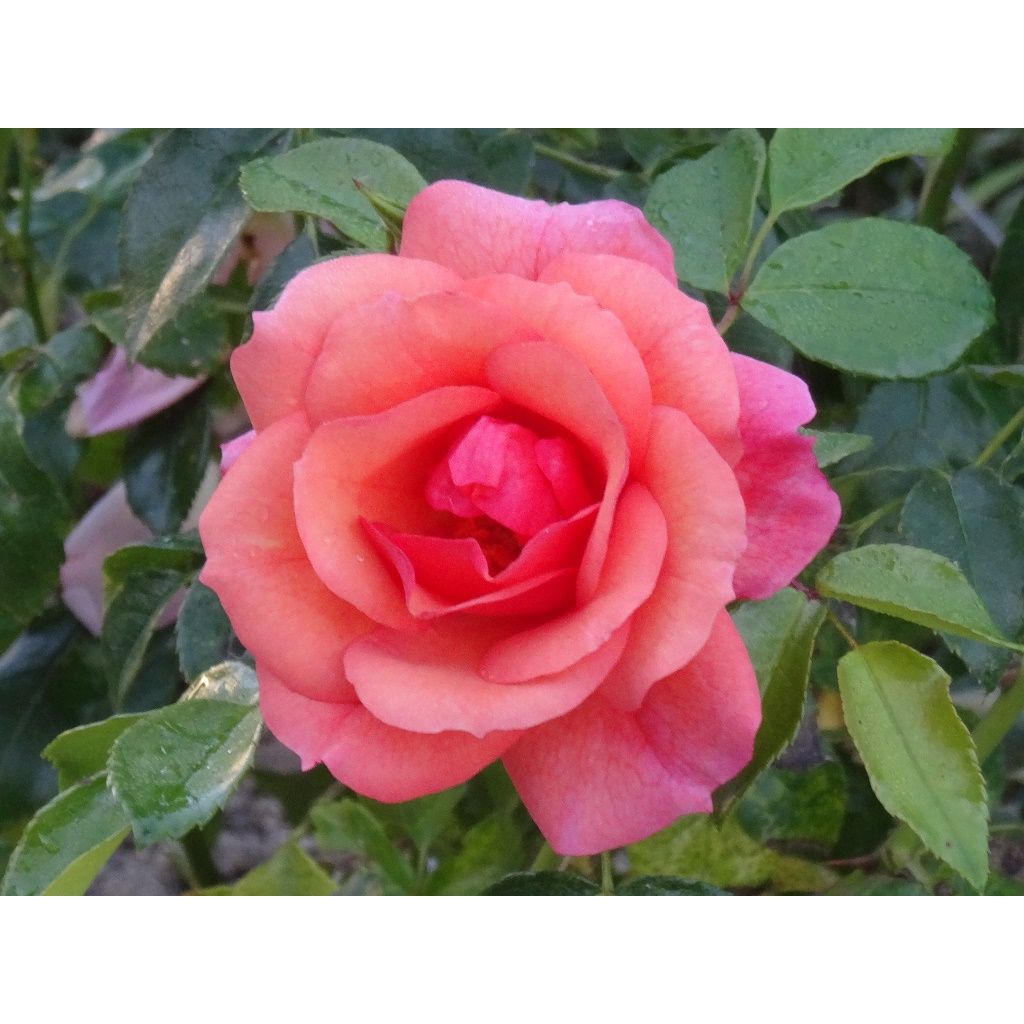Rosa Rigo Aprikola