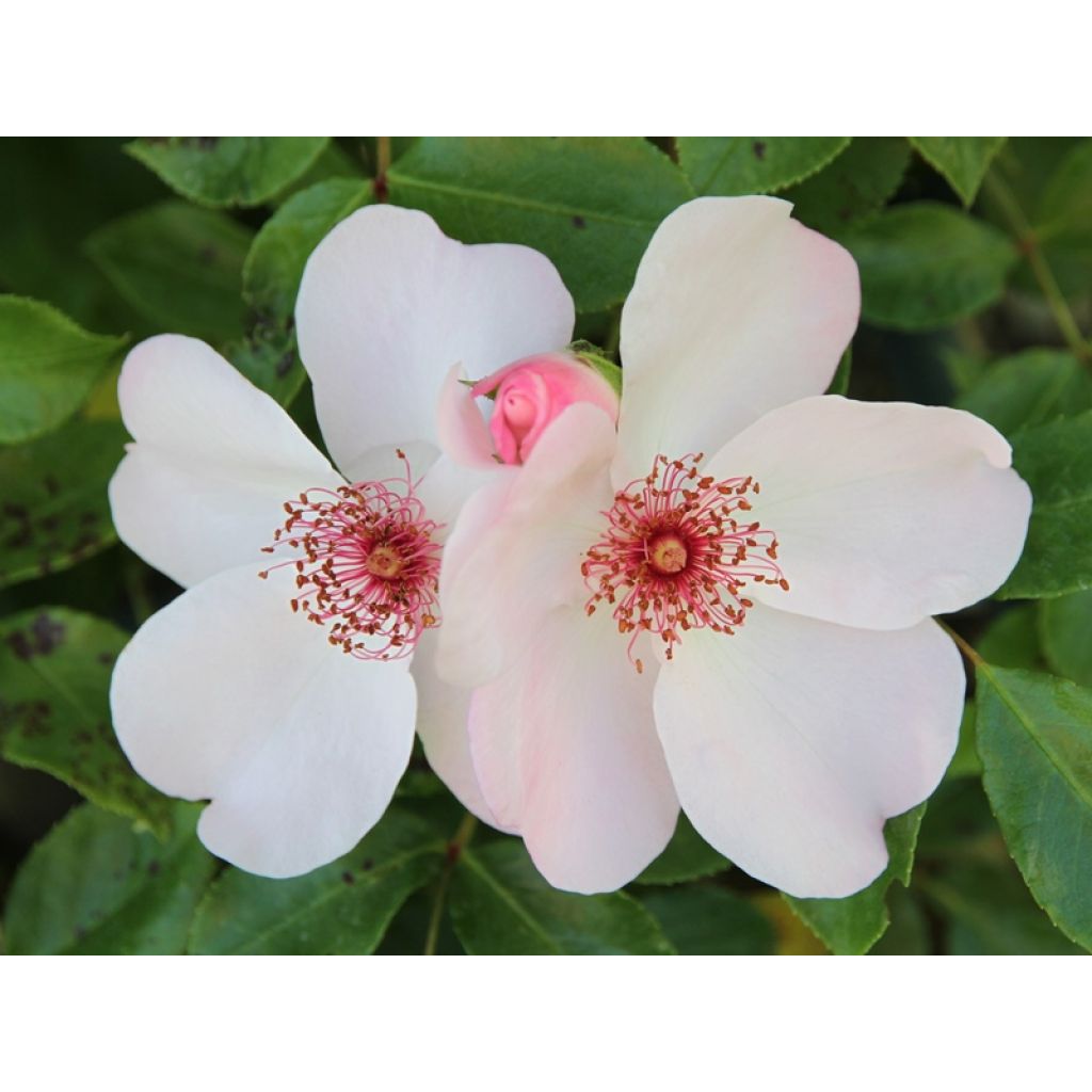 Rosa x floribunda Astronomia - Floribunda Rose