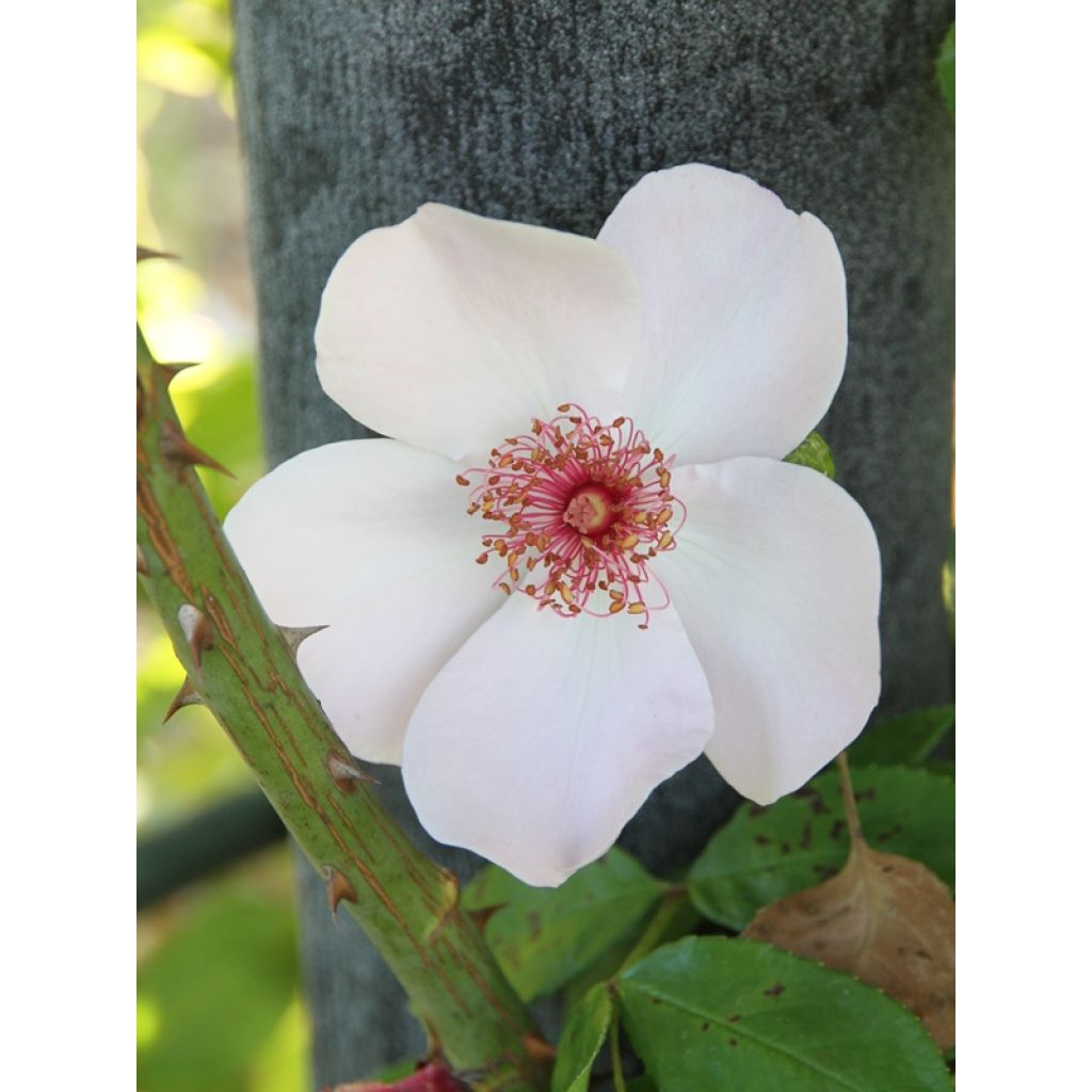 Rosa x floribunda Astronomia - Floribunda Rose