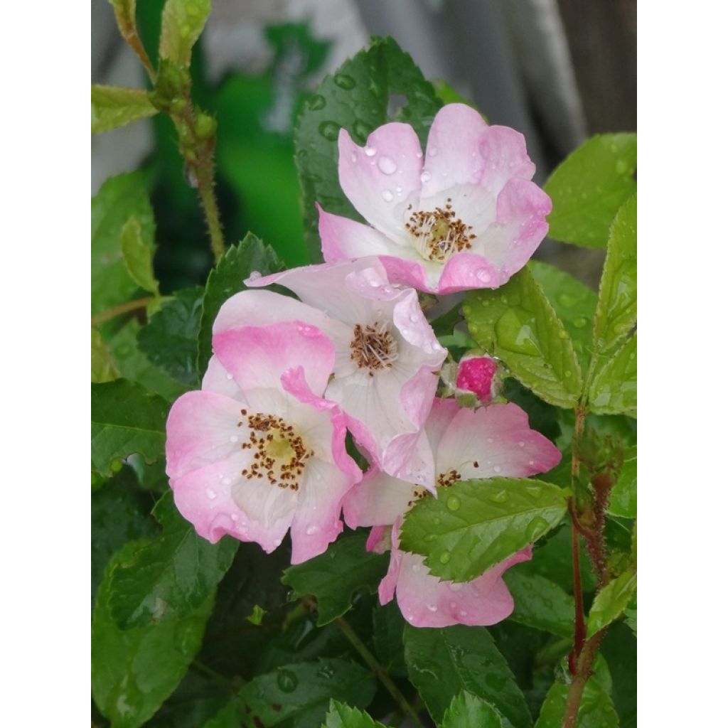 Rosa  Ballerina - Shrub Rose