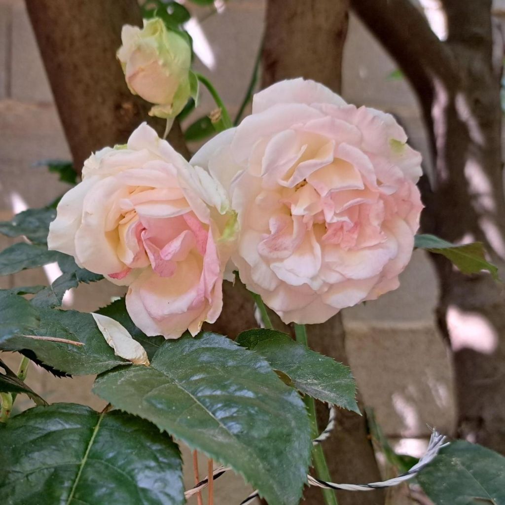 Rosa Eleganza Courage - Hybrid Tea Rose