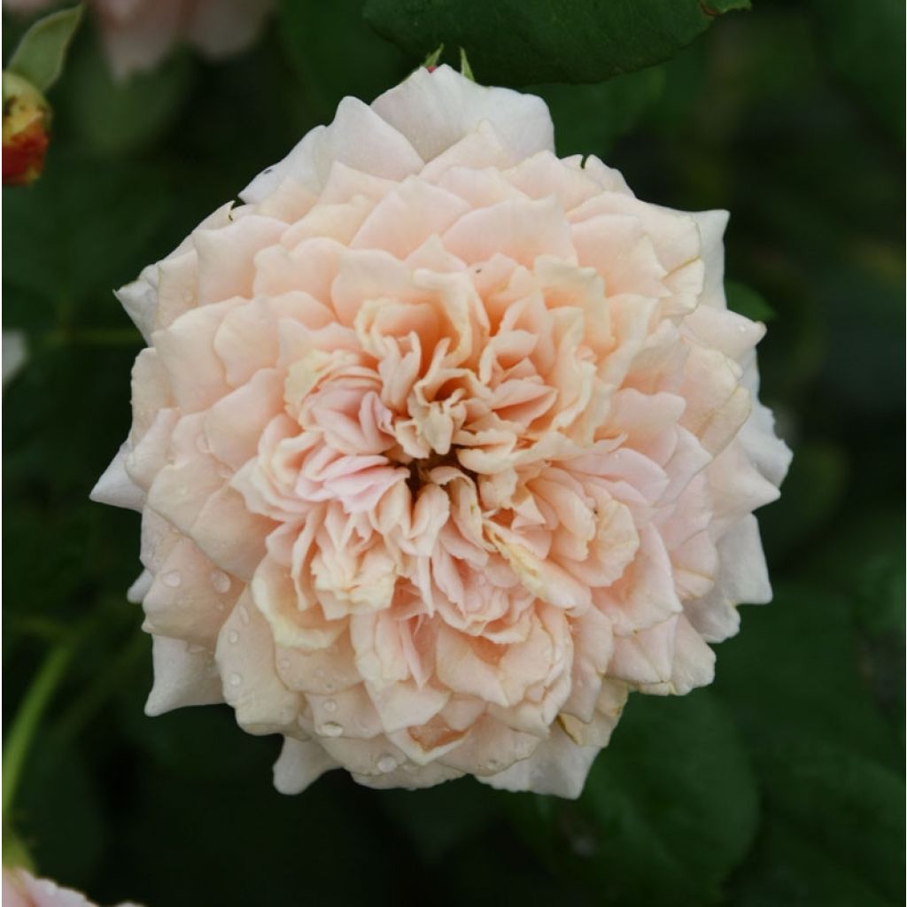 Rosa Generosa - 'Festival des Jardins de Chaumont' - Shrub Rose