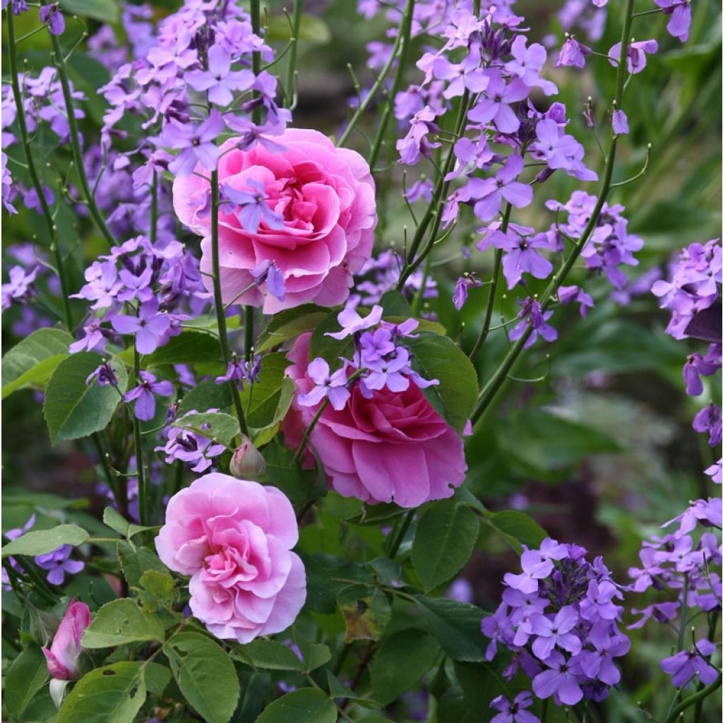 Rosa Gertrude Jekyll - English Rose