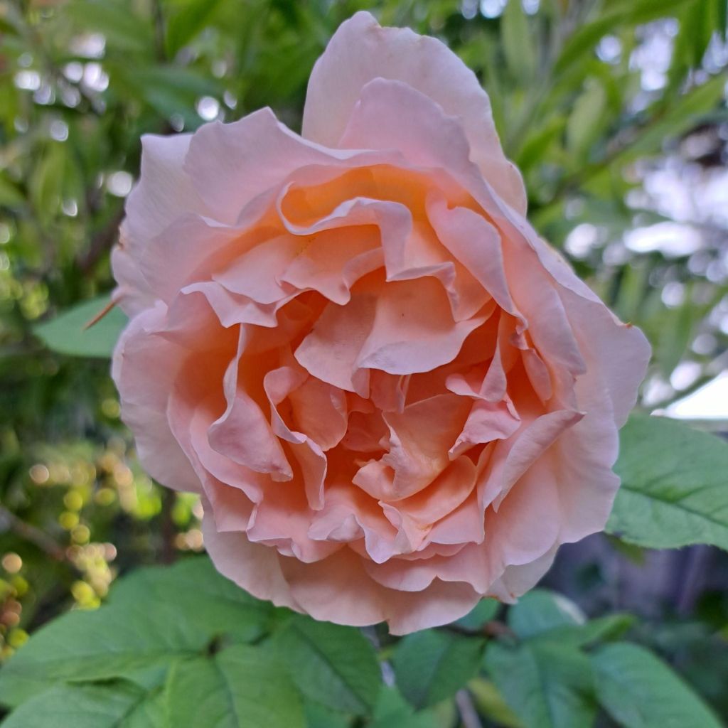 Rosa  Polka - Climbing Rose