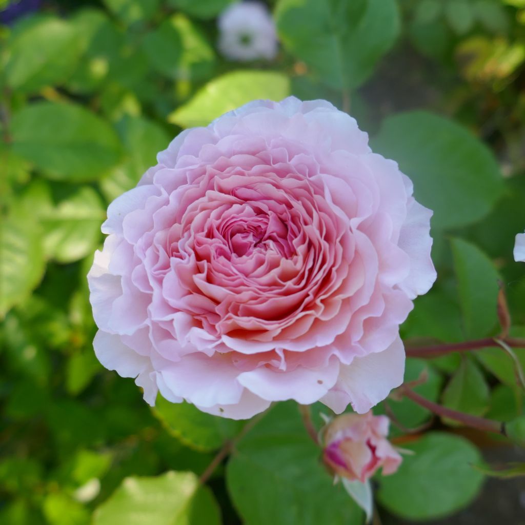 Rosa James Galway - Short climber or shrub rose