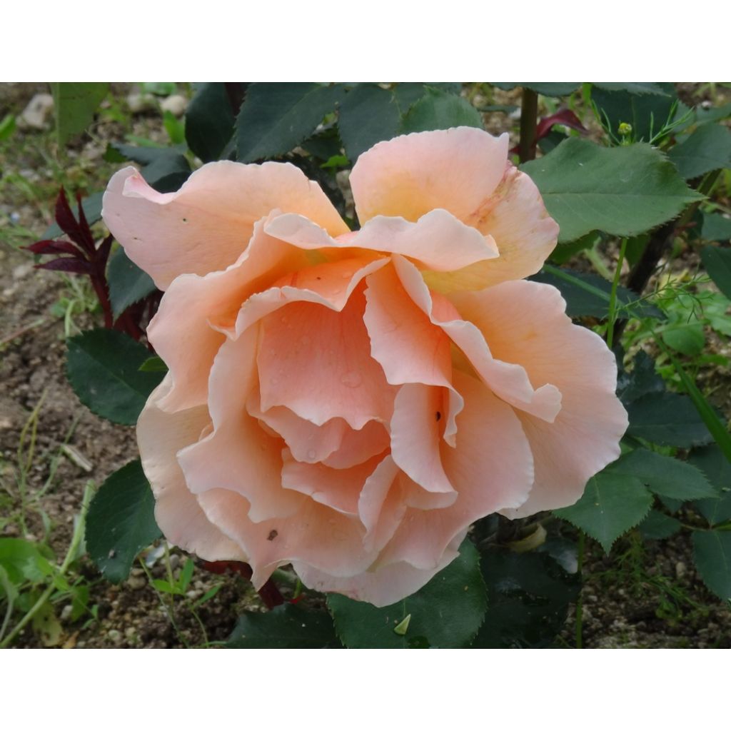 Rosa Just Joey