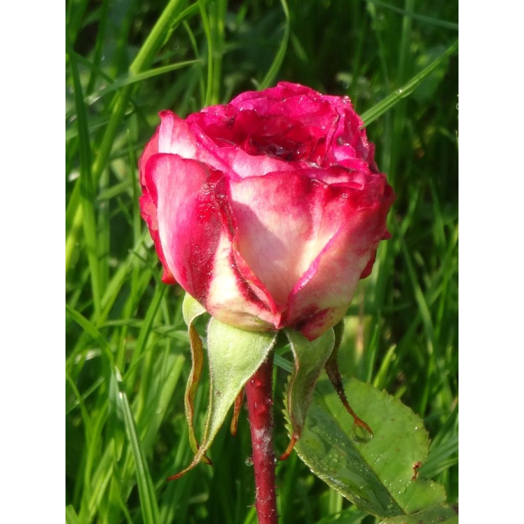 Rosa x floribunda Laminuette