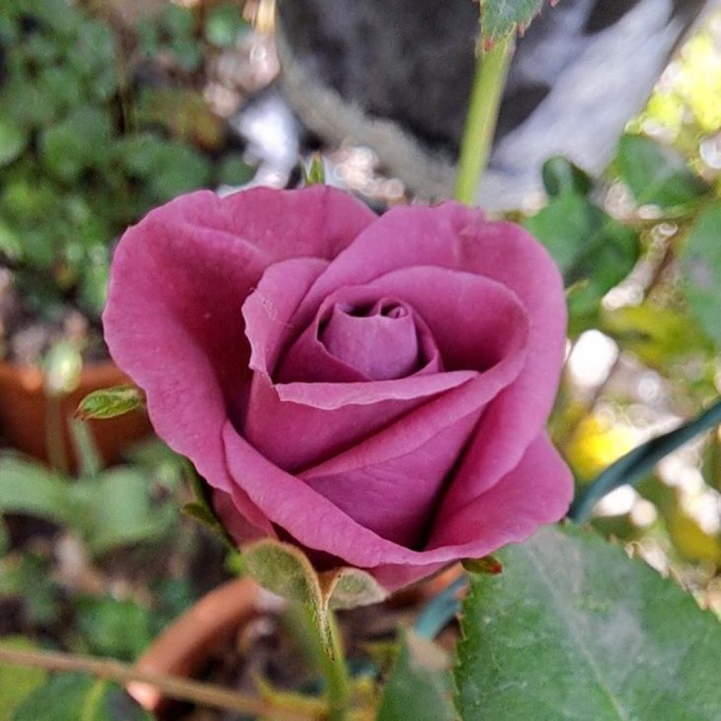 Rosa x polyantha Meillandina Lavender - Dwarf Rose
