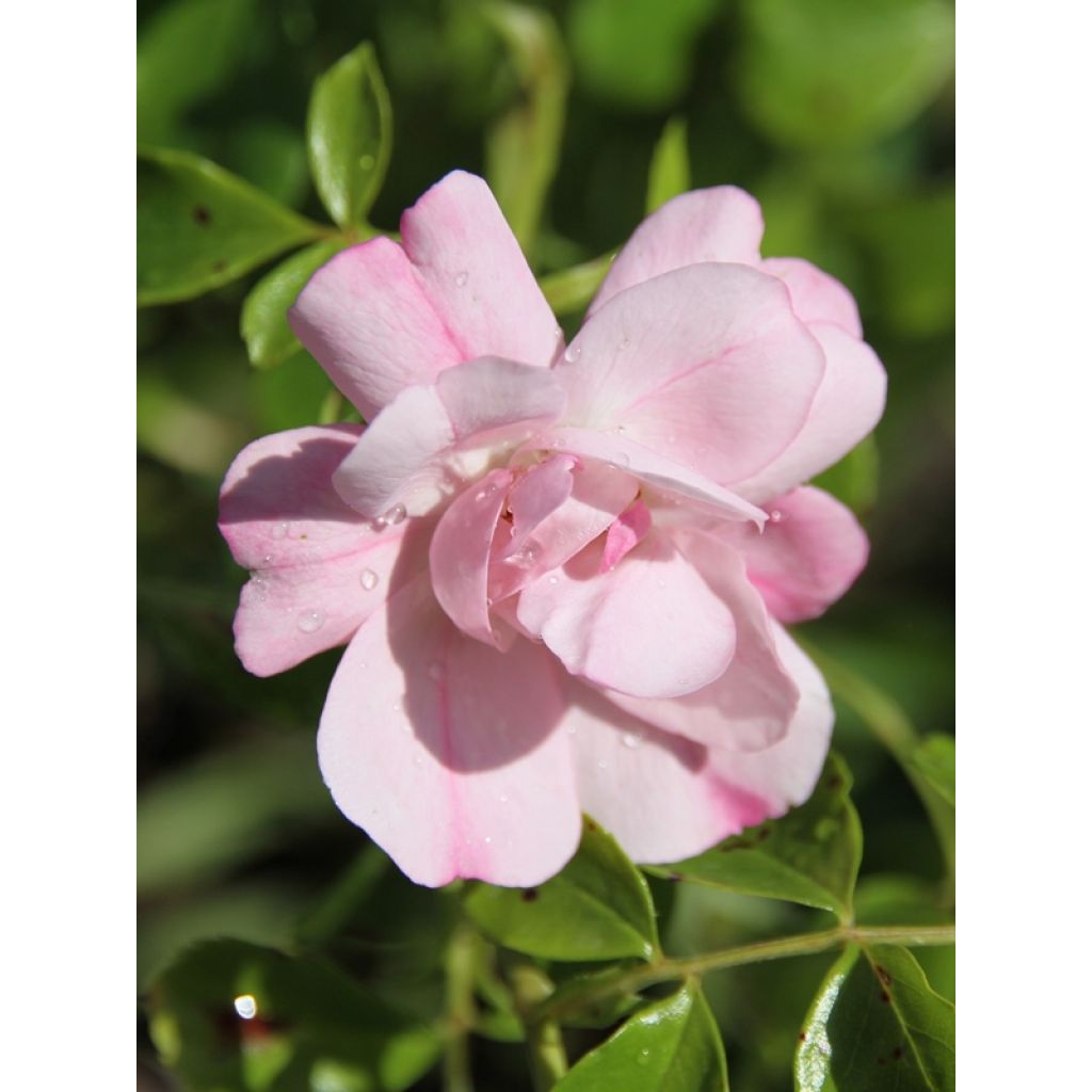 Rosa Decorosier Mareva