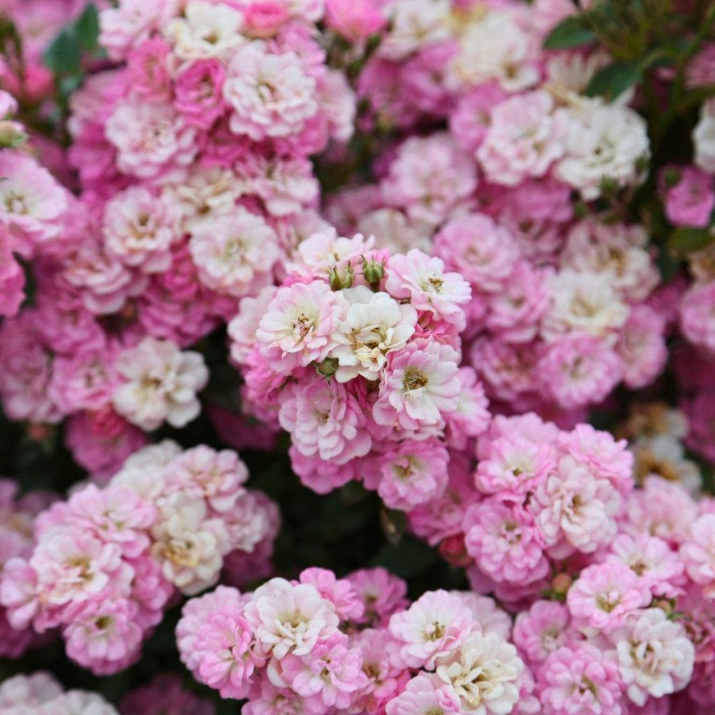 Rosa x polyantha ‘Meilcy003’ Naos - Rosier paysager nain Galaxy Naos, Mini-rosier paysager Galaxy Naos