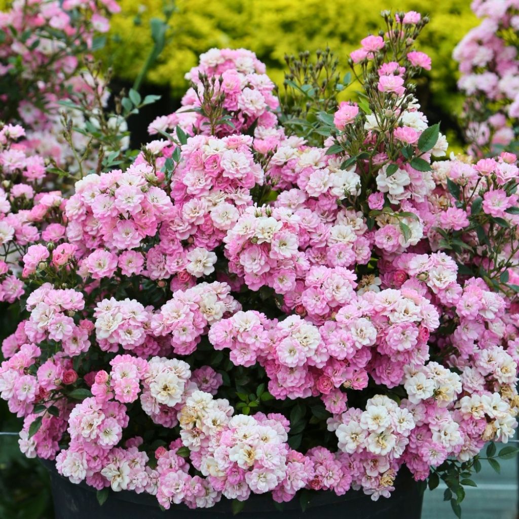 Rosa x polyantha ‘Meilcy003’ Naos - Rosier paysager nain Galaxy Naos, Mini-rosier paysager Galaxy Naos