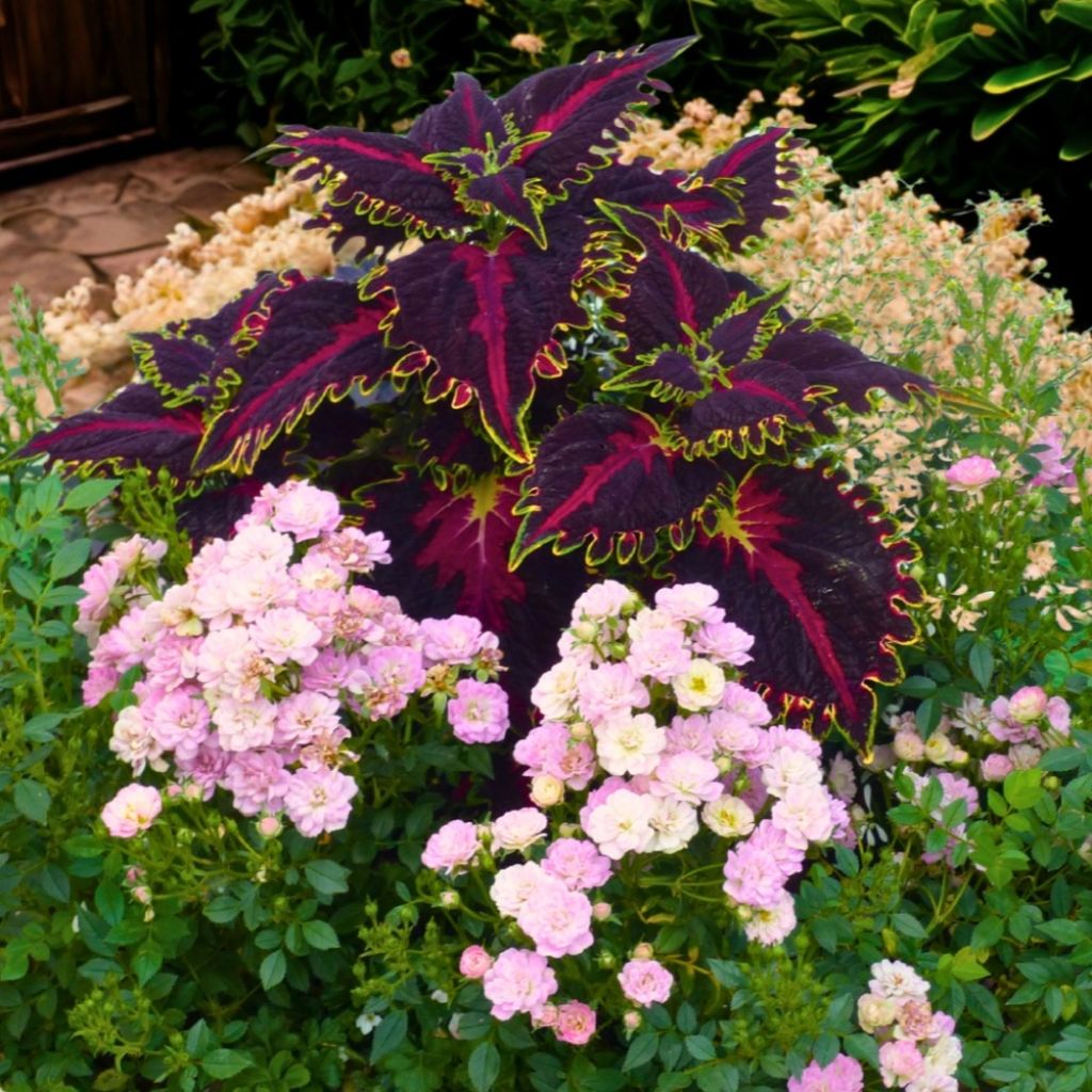 Rosa x polyantha ‘Meilcy003’ Naos - Rosier paysager nain Galaxy Naos, Mini-rosier paysager Galaxy Naos