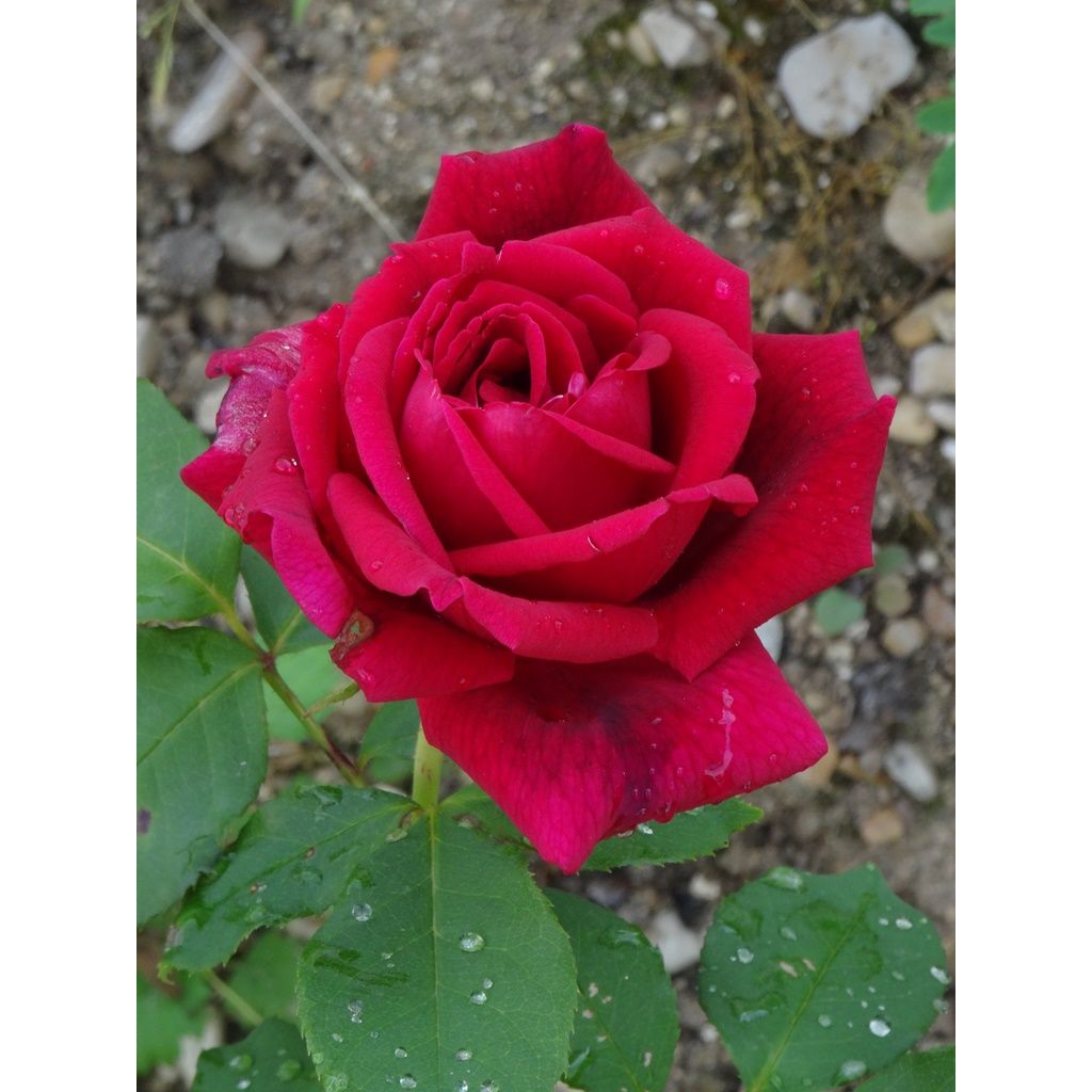 Rosa Papa Meilland
