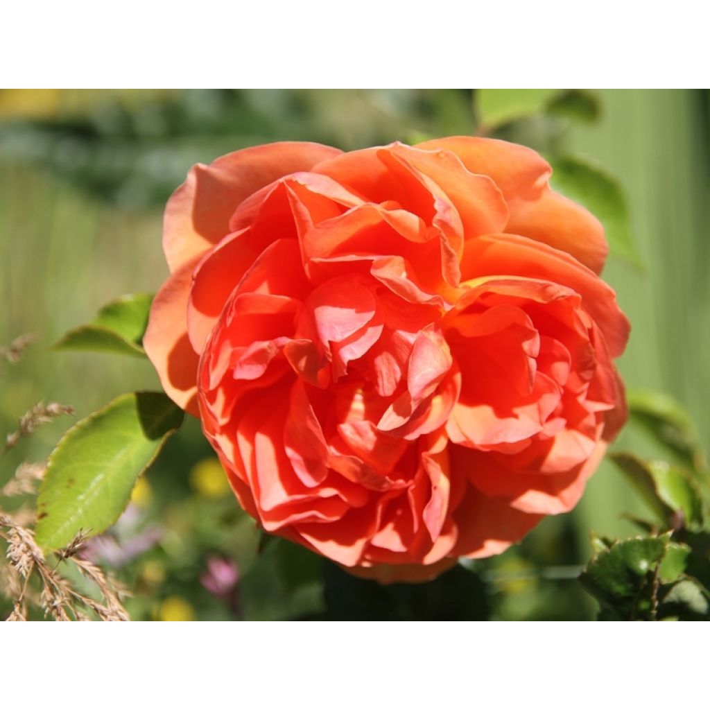Rosa Pat Austin - English Shrub Rose