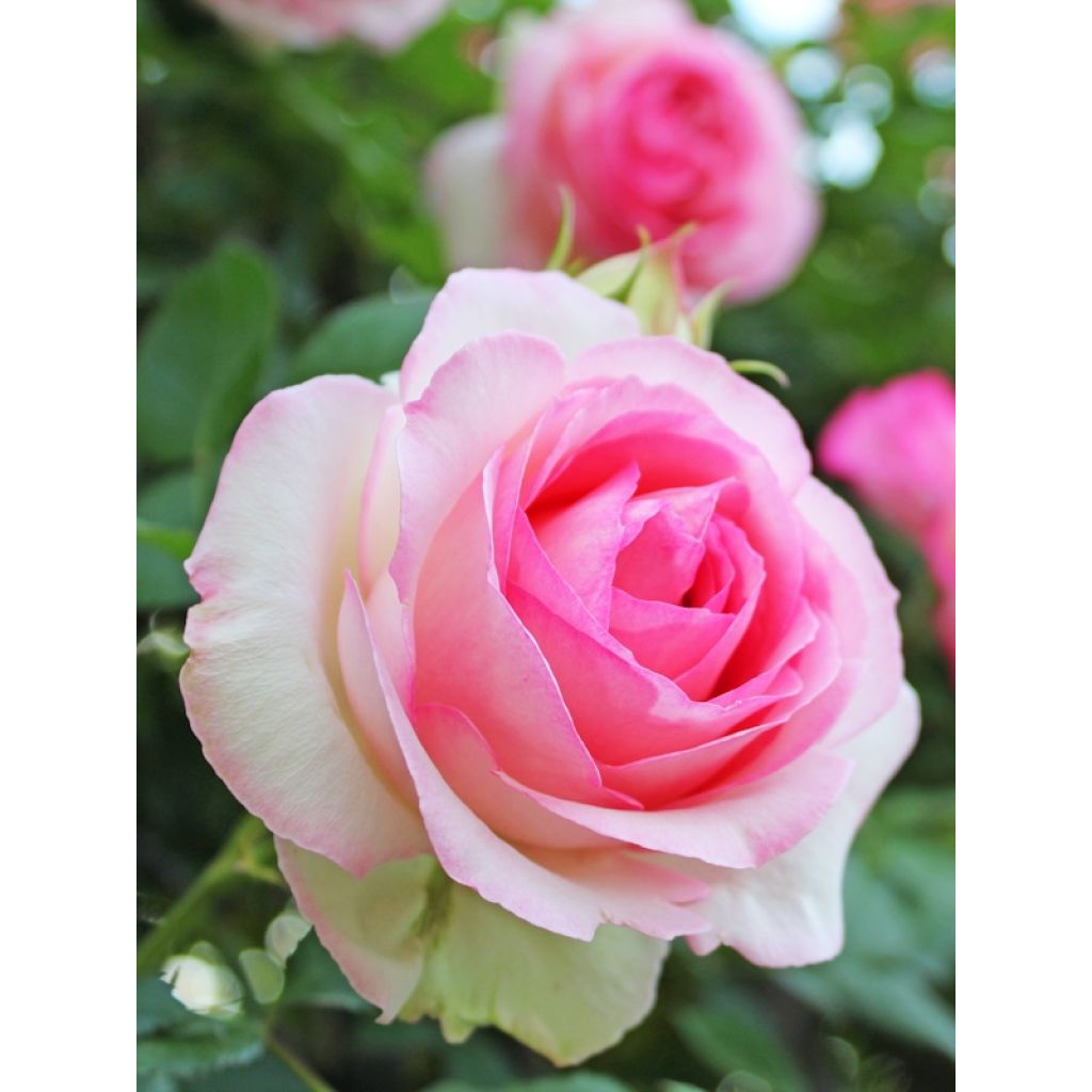 Rosa Pierre de Ronsard - Climbing Rose