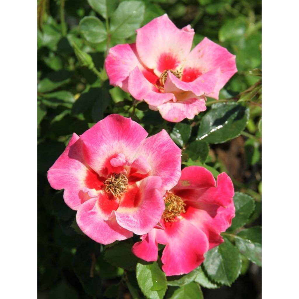 Rosa x persica 'Queen Babylon Eyes' - Miniature Rose