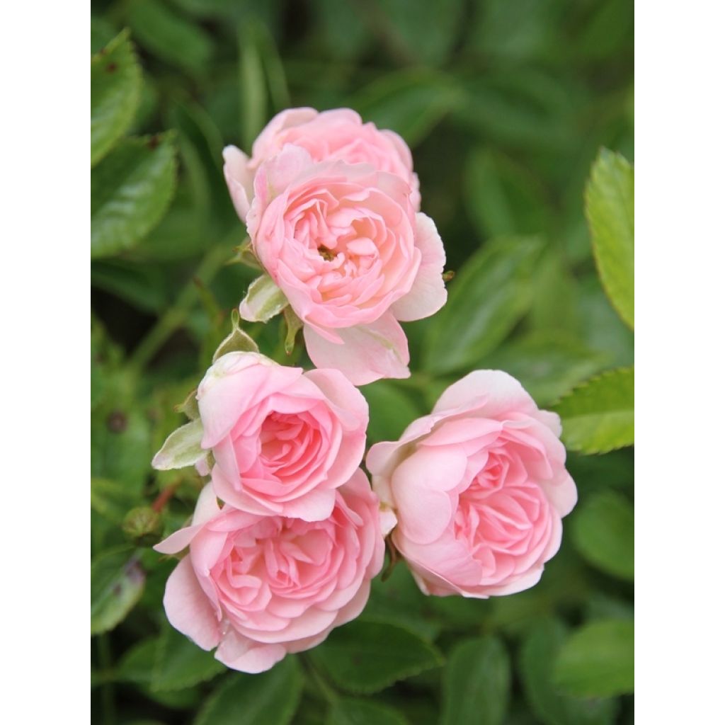 Rosa x polyantha The Fairy - Groundcover Rose