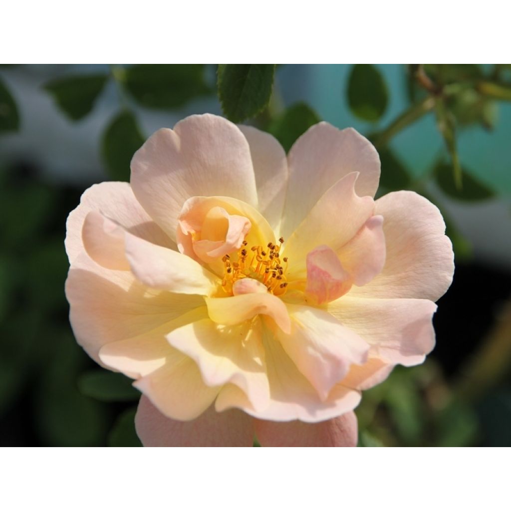 Rosa The Lark Ascending - English Shrub Rose