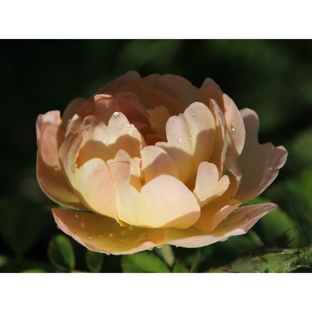 Rosa The Lark Ascending - English Shrub Rose