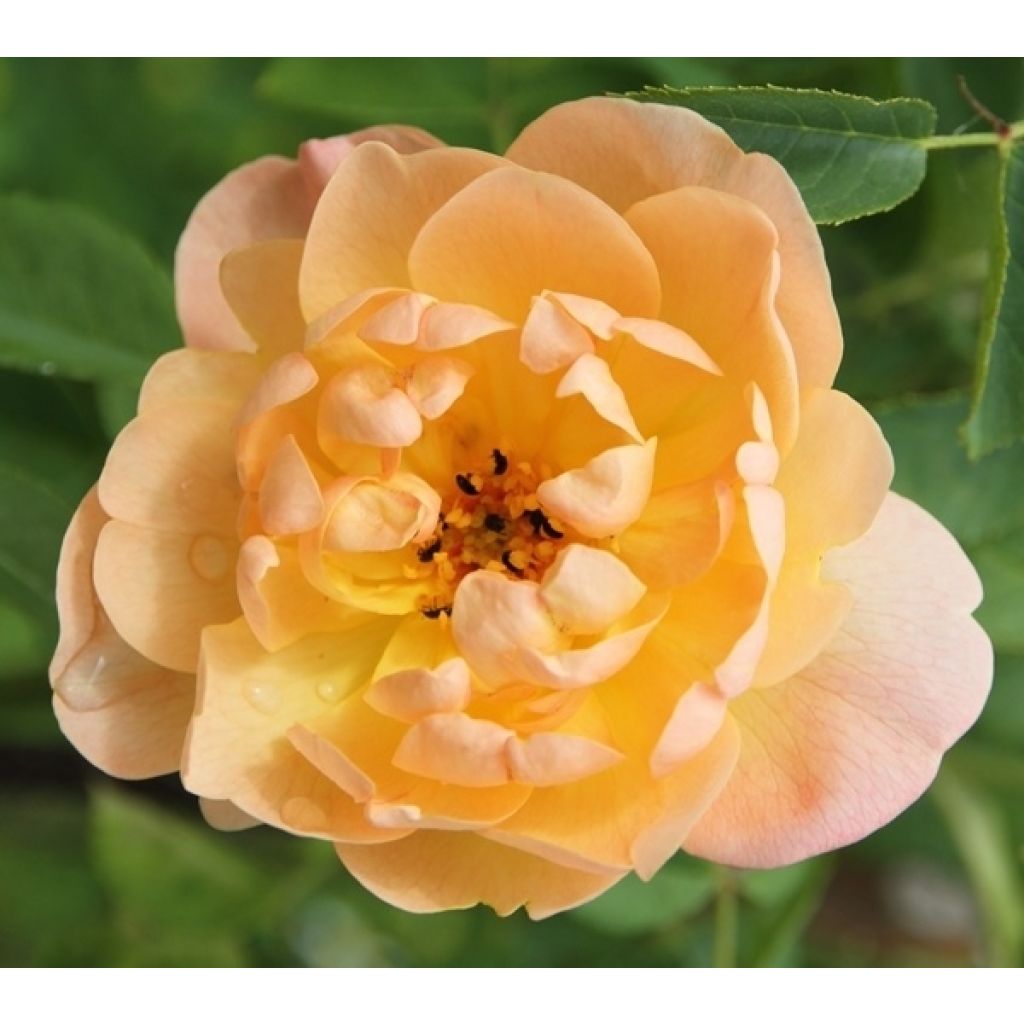 Rosa The Lark Ascending - English Shrub Rose