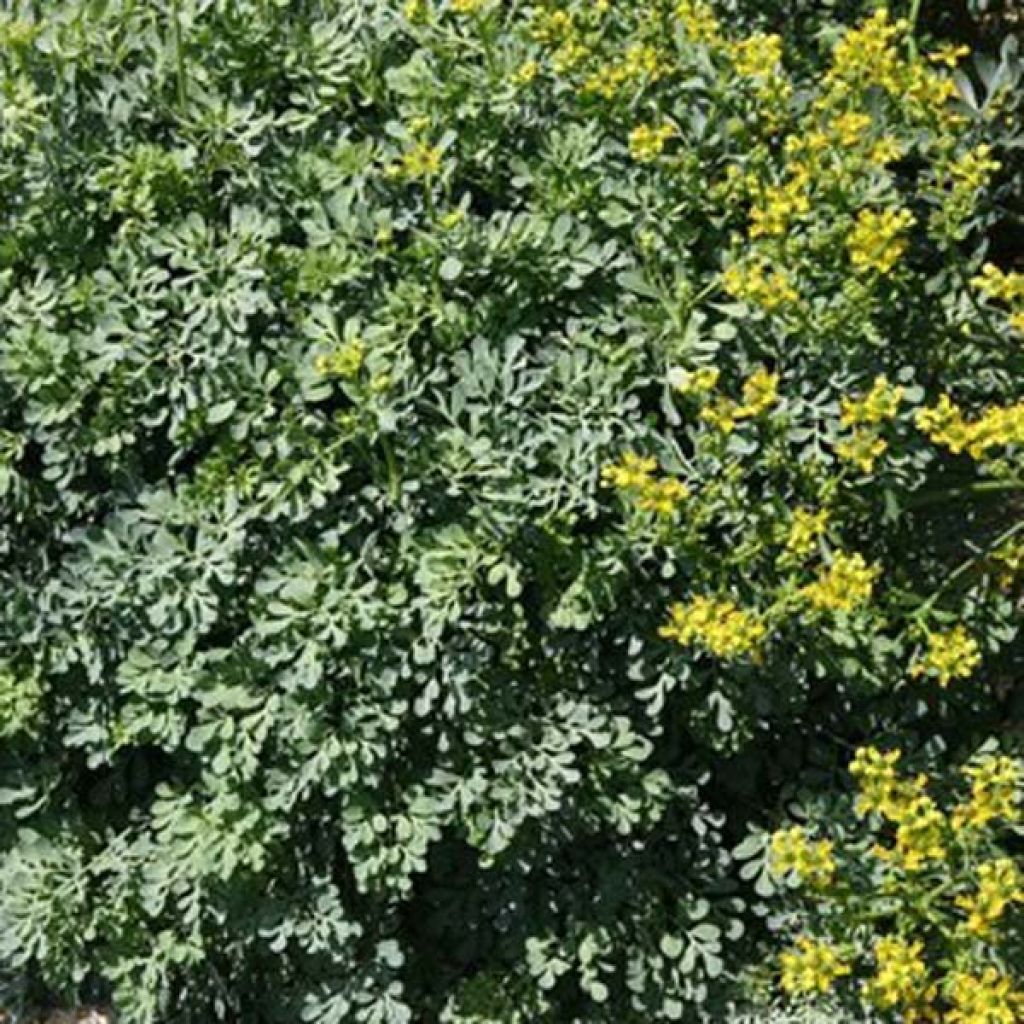 Ruta graveolens Jackmans Blue