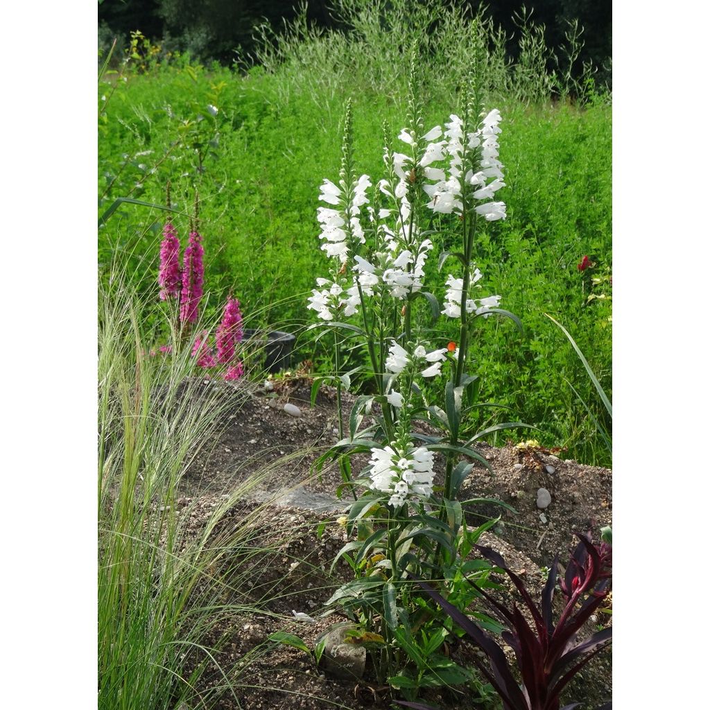 Physostegia virginiana Summer Snow - Obedient Plant