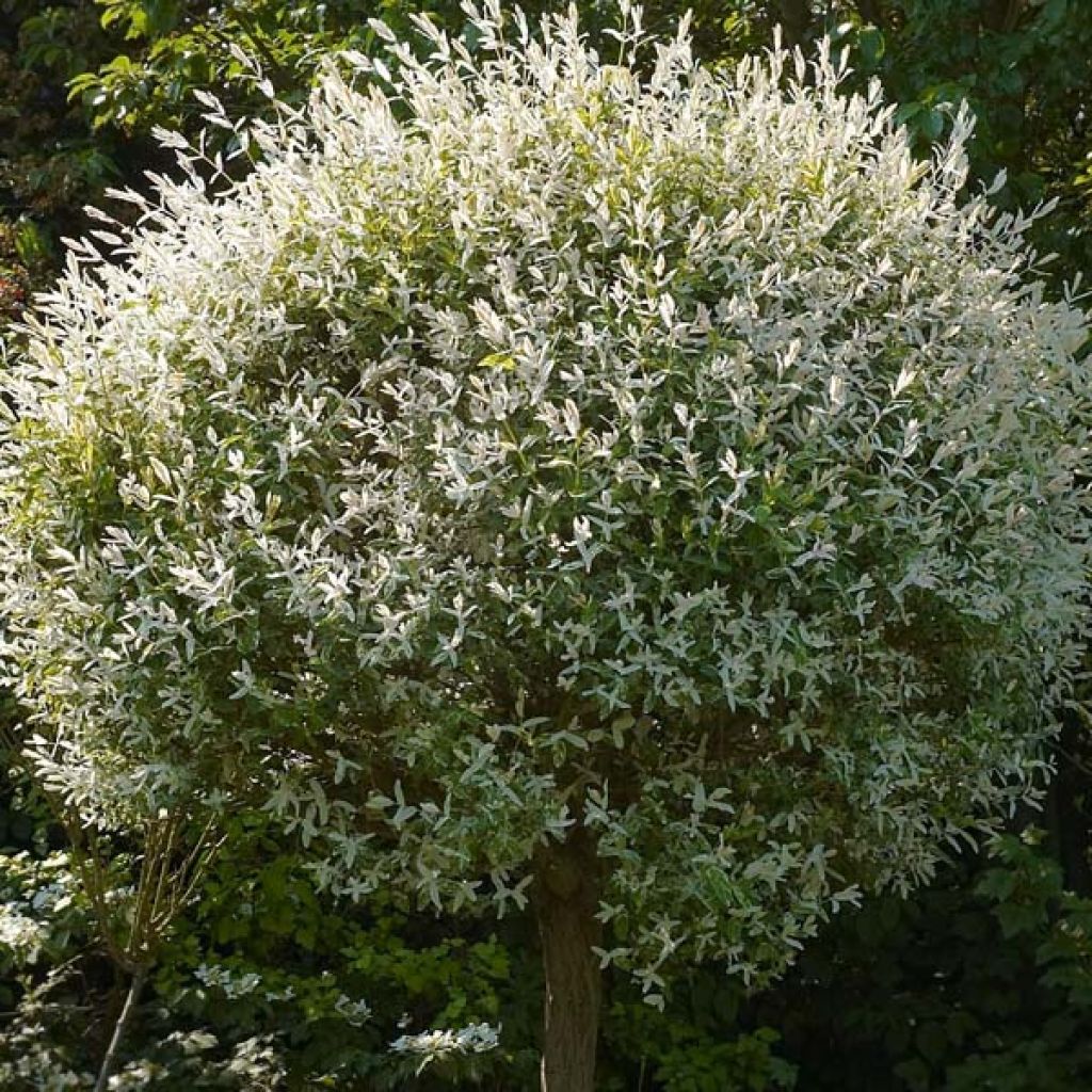 Salix integra Hakuro-Nishiki - Flamingo Willow