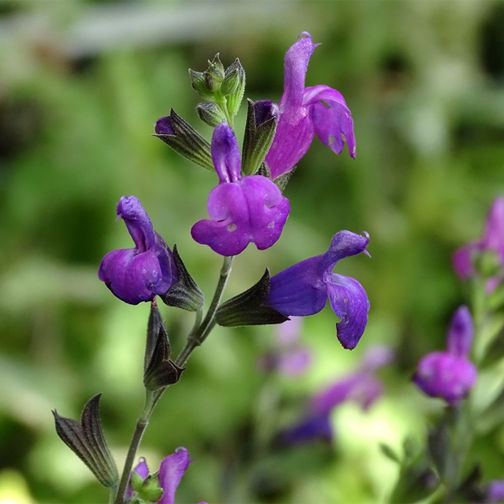 Salvia Arctic Blaze Purple