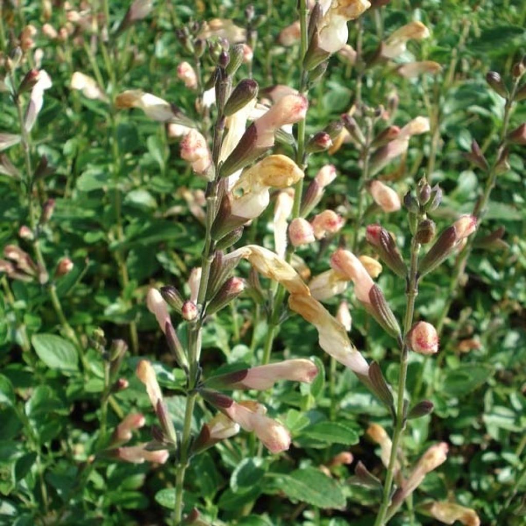 Salvia jamensis La Luna - Sage