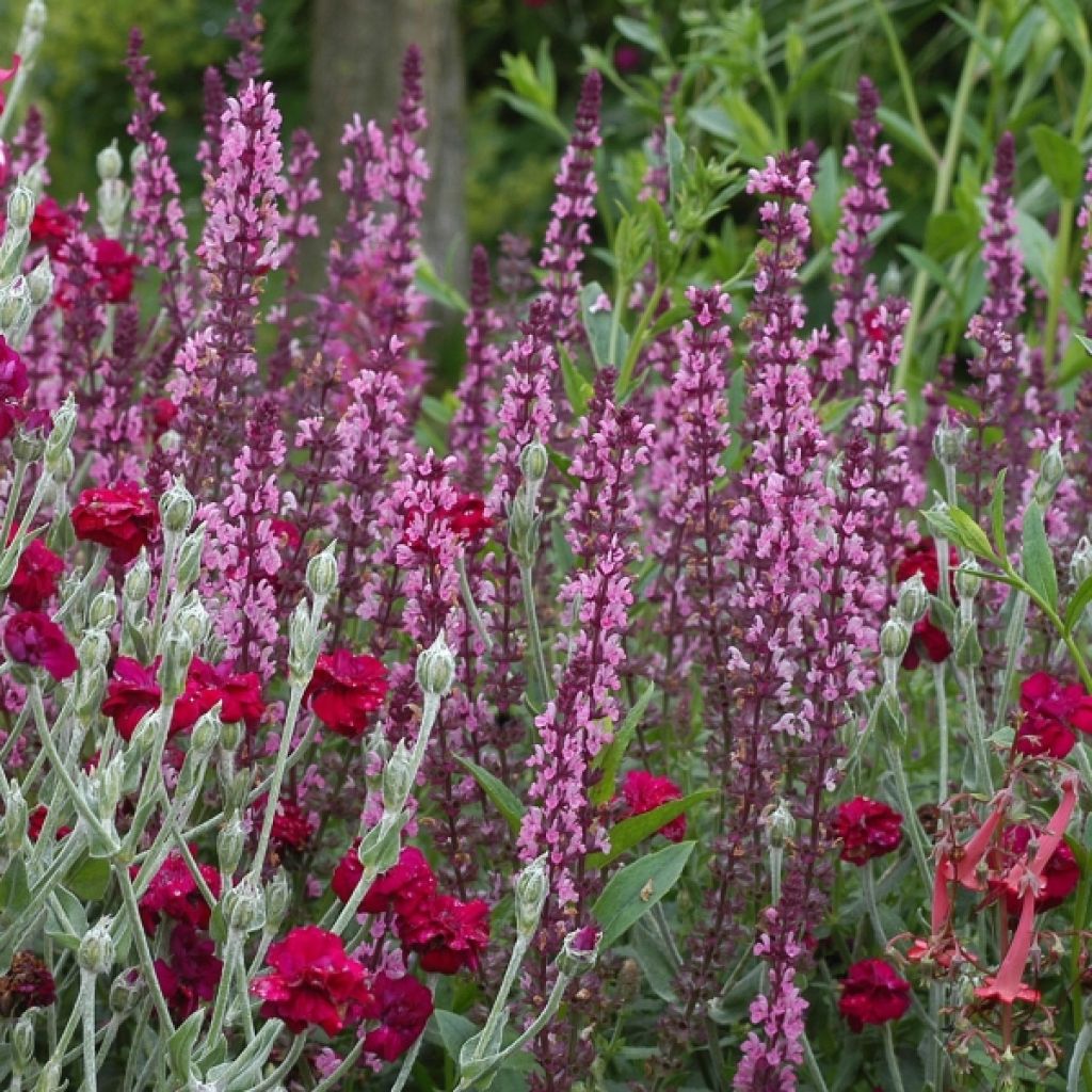 Salvia nemorosa Amethyst - Woodland Sage