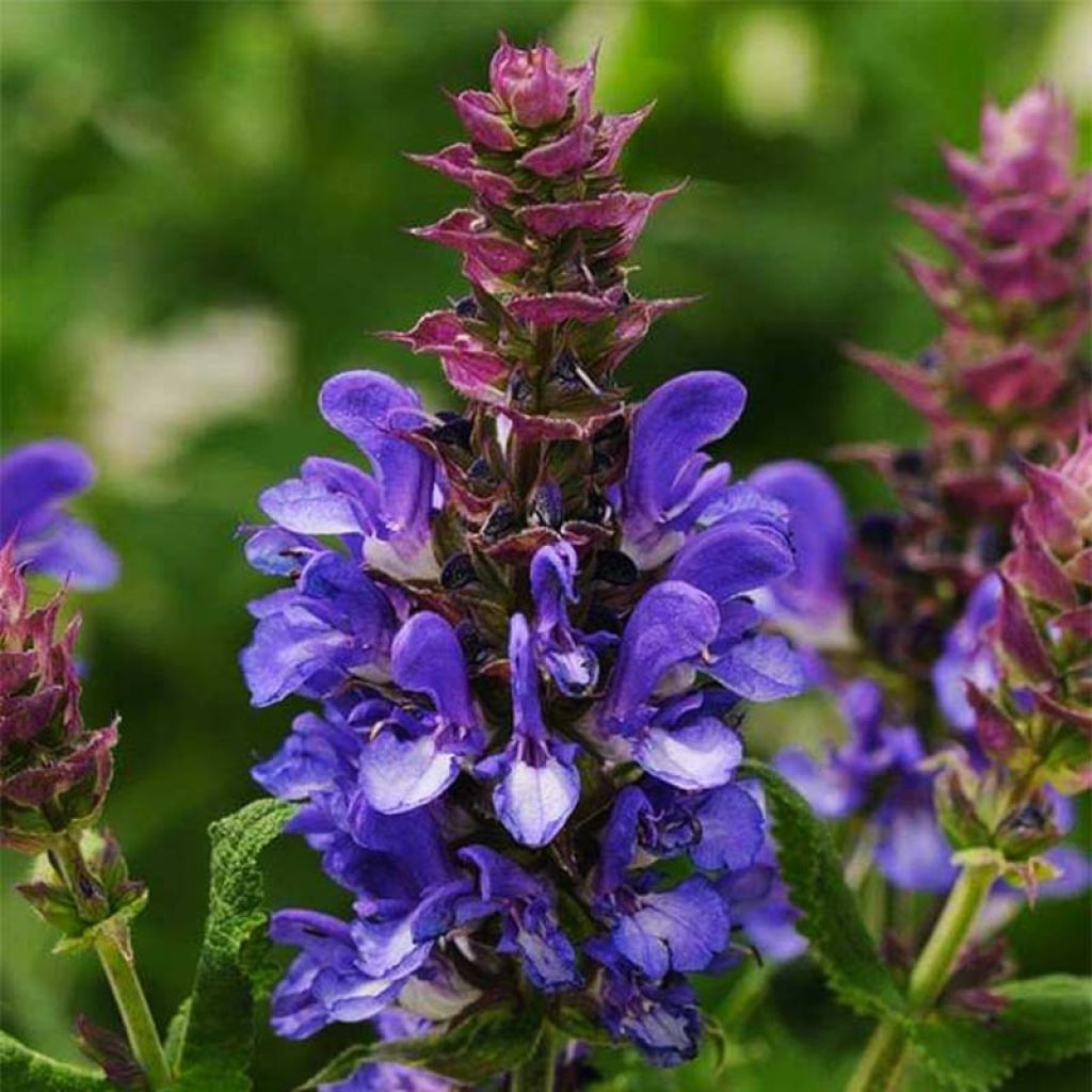 Salvia nemorosa Blue Marvel - Woodland Sage