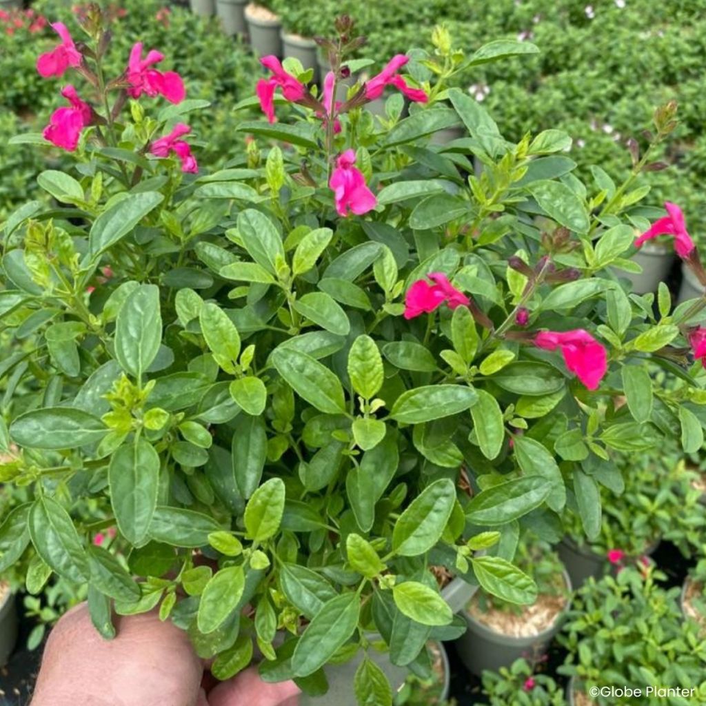 Salvia greggii Mirage® Hotpink