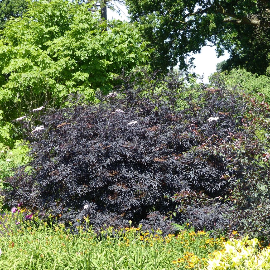 Sambucus nigra Black Lace - Black Elder