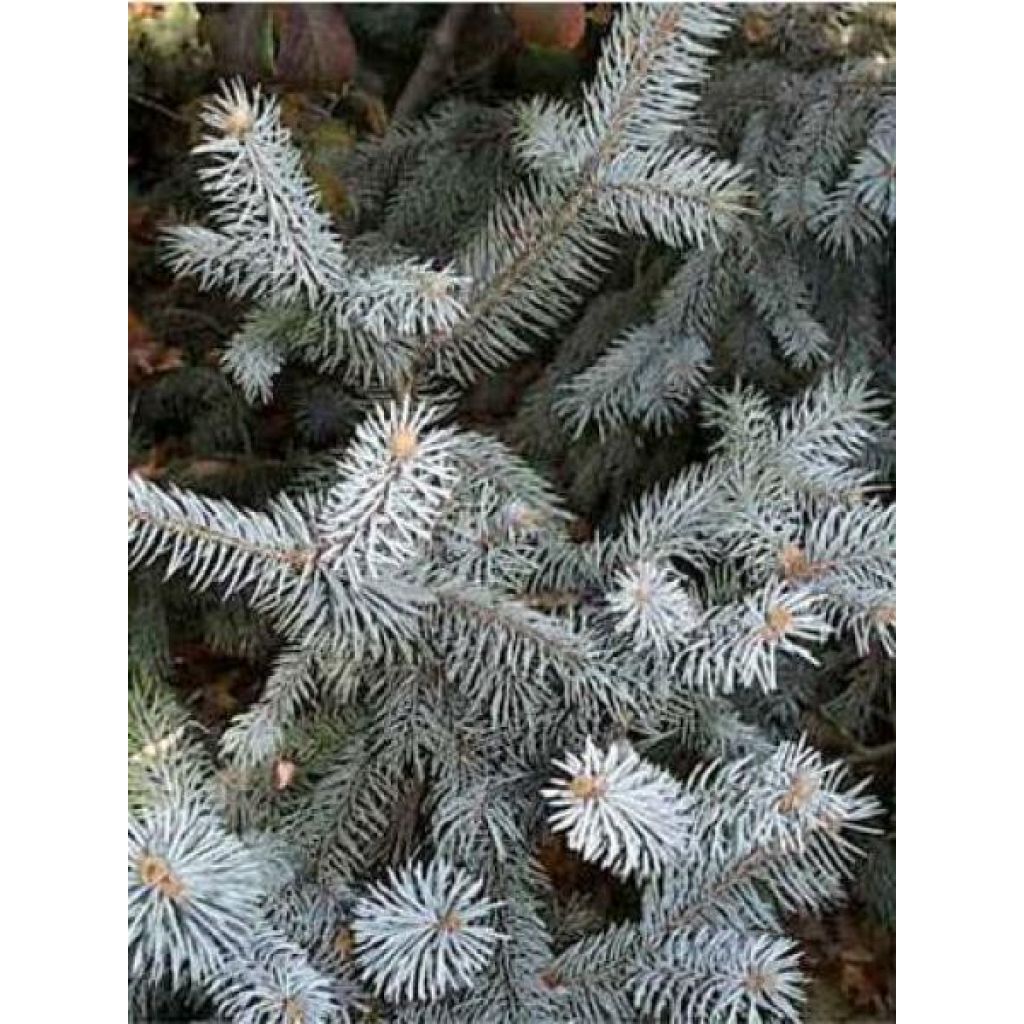Picea pungens Blue Diamond - Blue Spruce