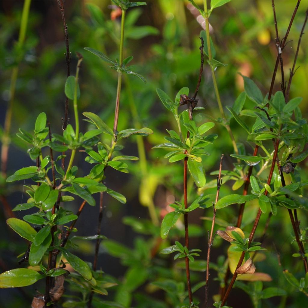 Salvia jamensis Pluenn